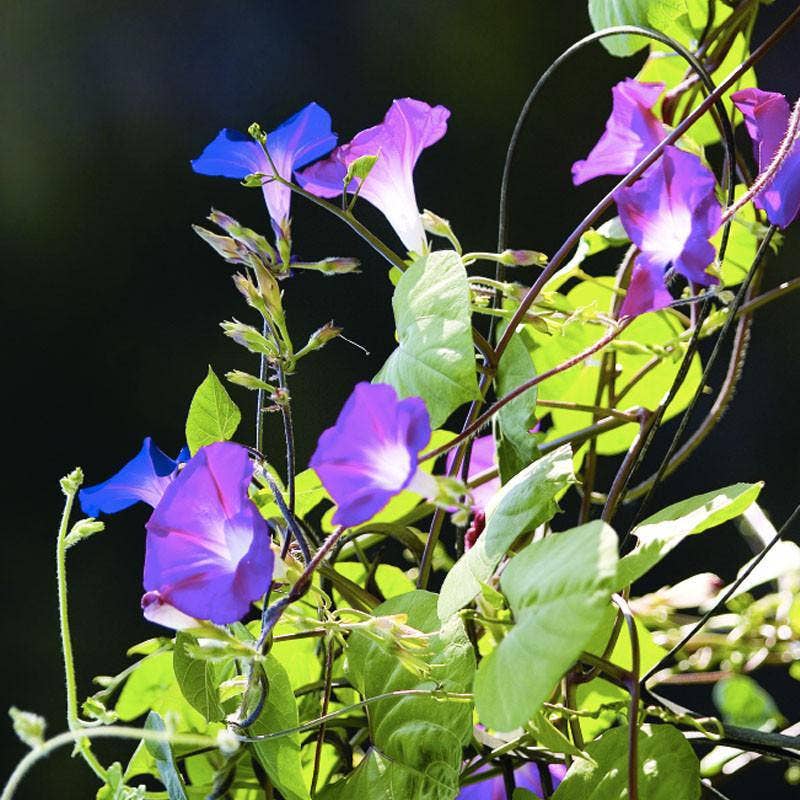 Morning Glory, Heirloom Garden Seed Packets