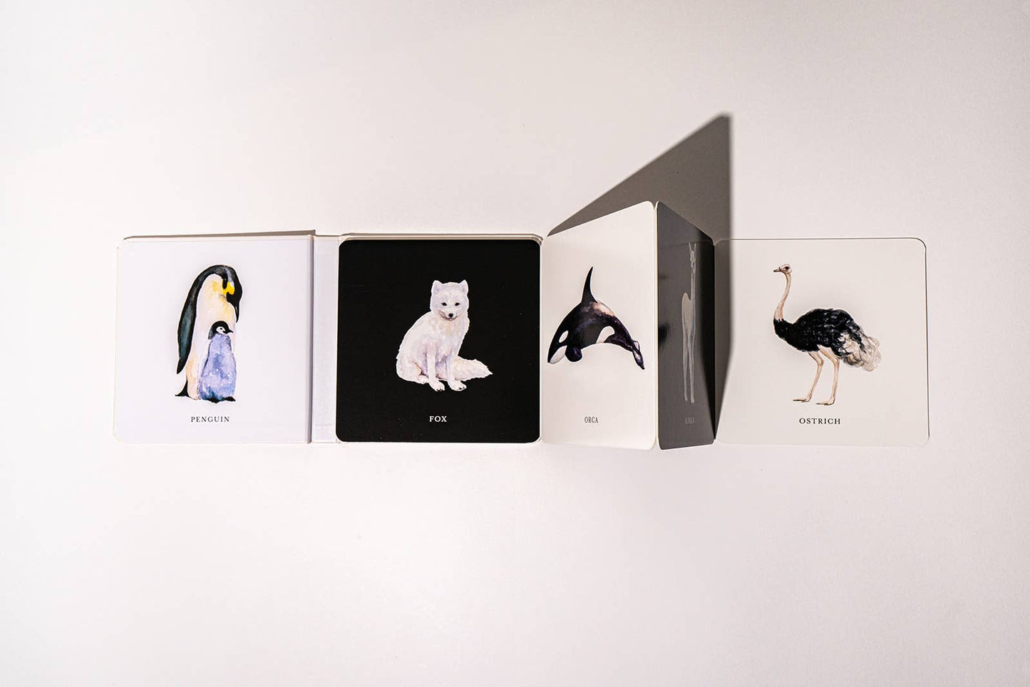 Baby's Black and White Contrast Book - The Regal Find