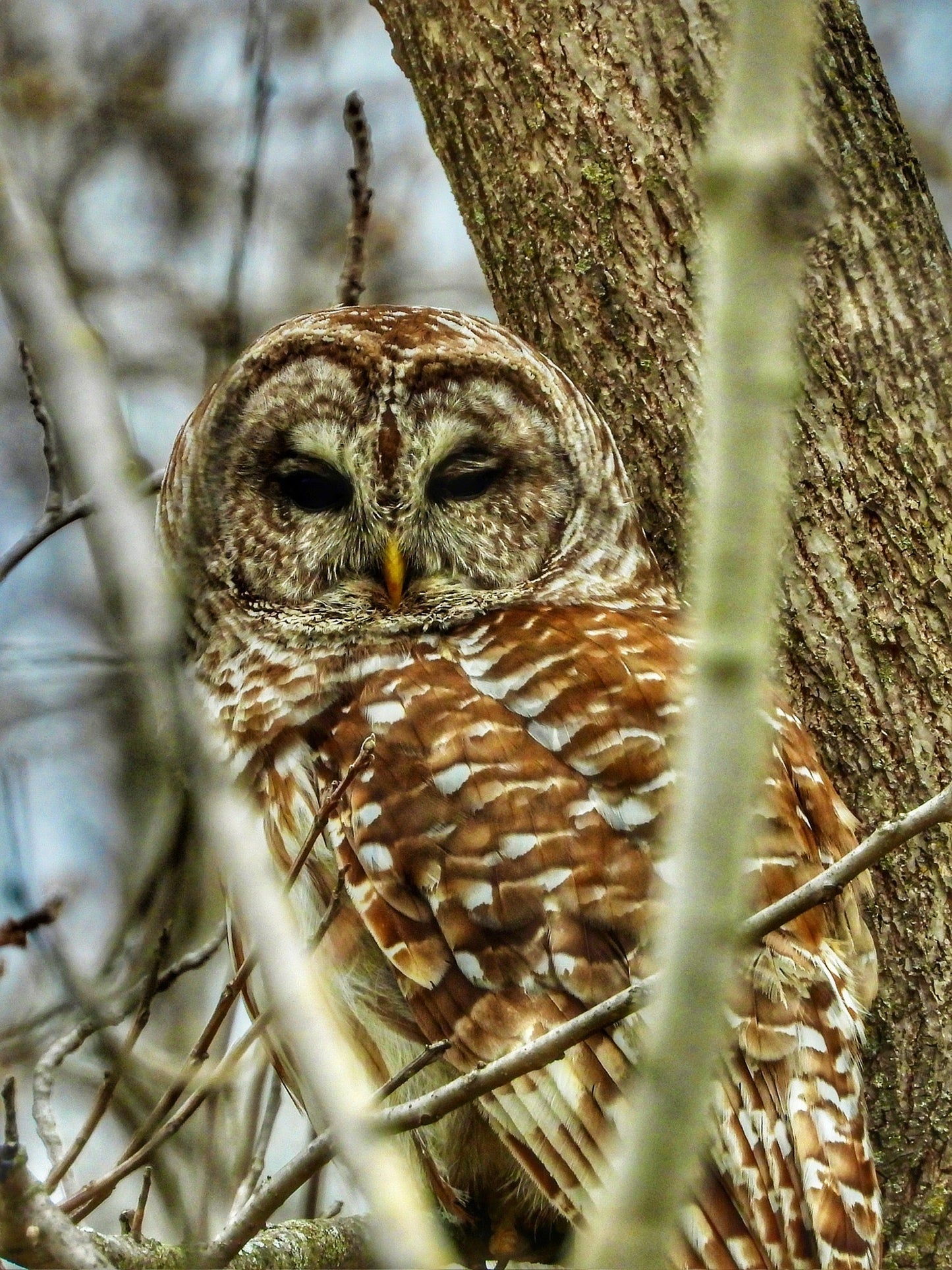 Barred Owl V - The Regal Find