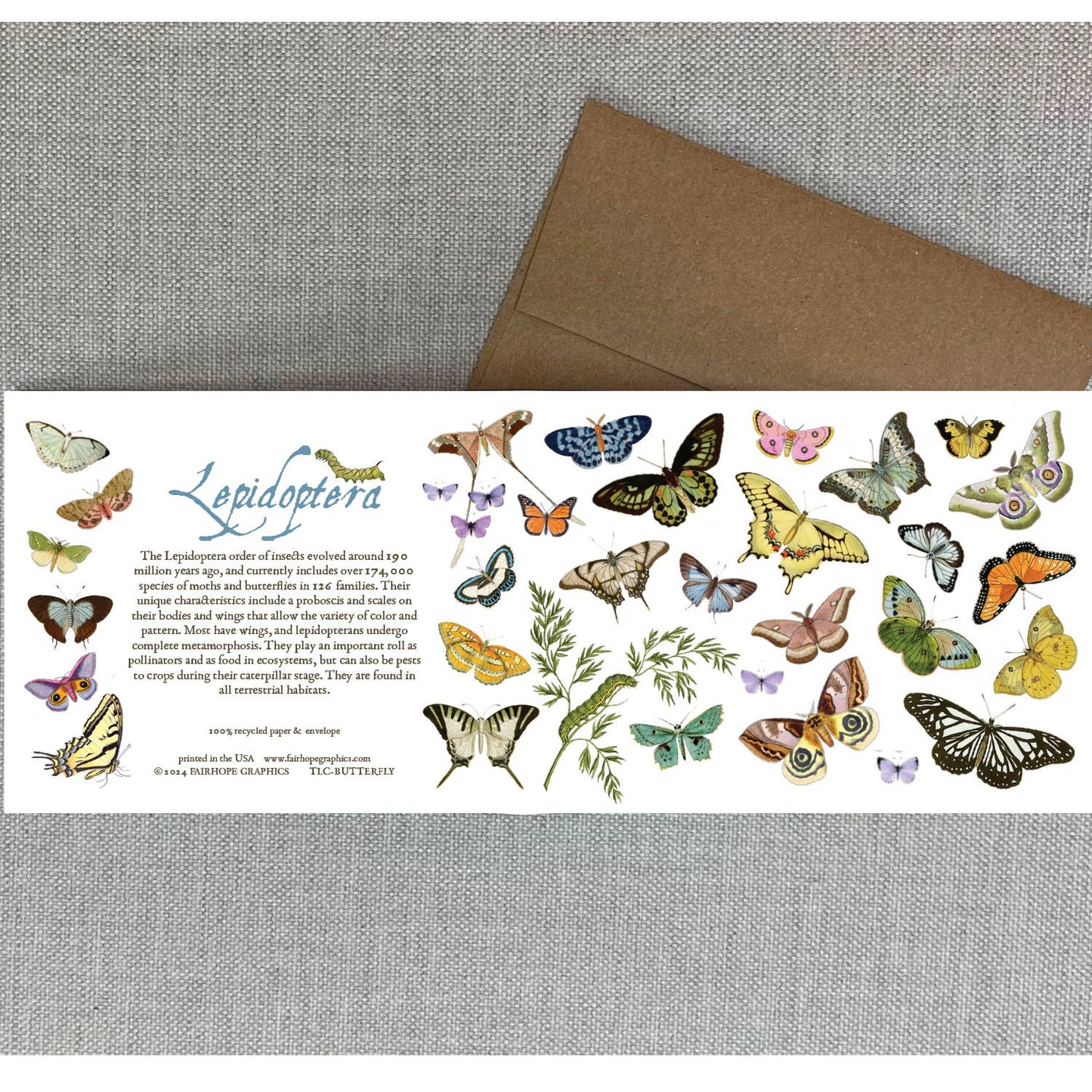 Butterflies and Moths Card - The Regal Find
