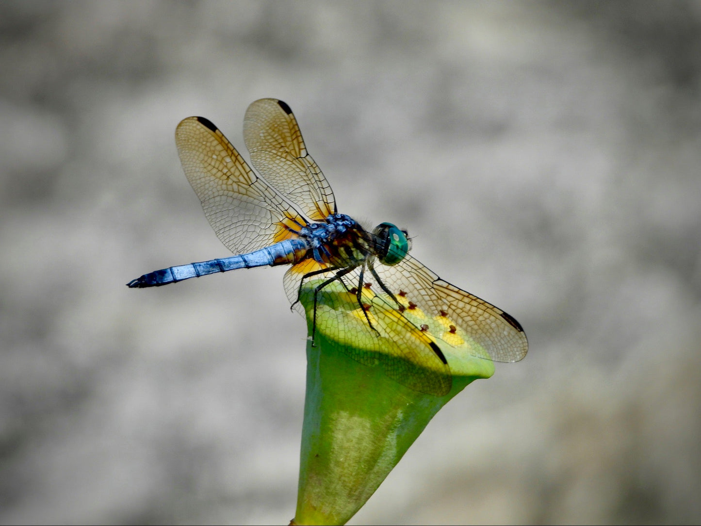 Dragonfly on Lotus - The Regal Find
