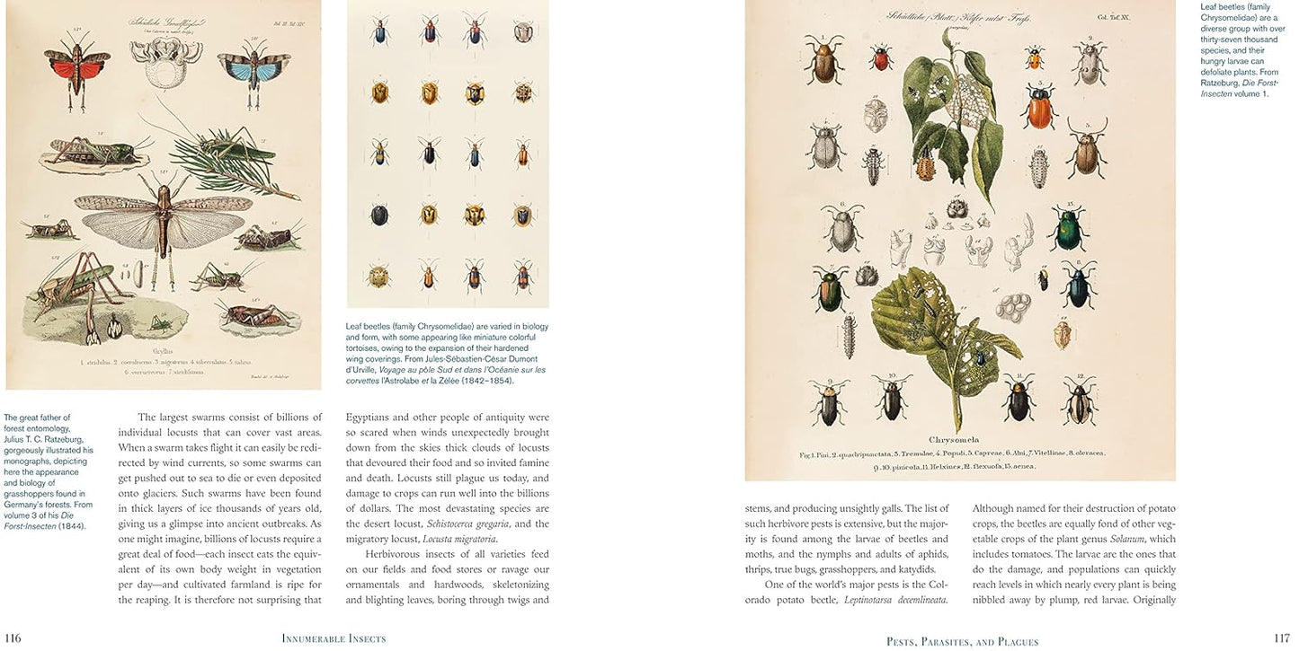 Illustrated book pages with various insects and plants on a white background