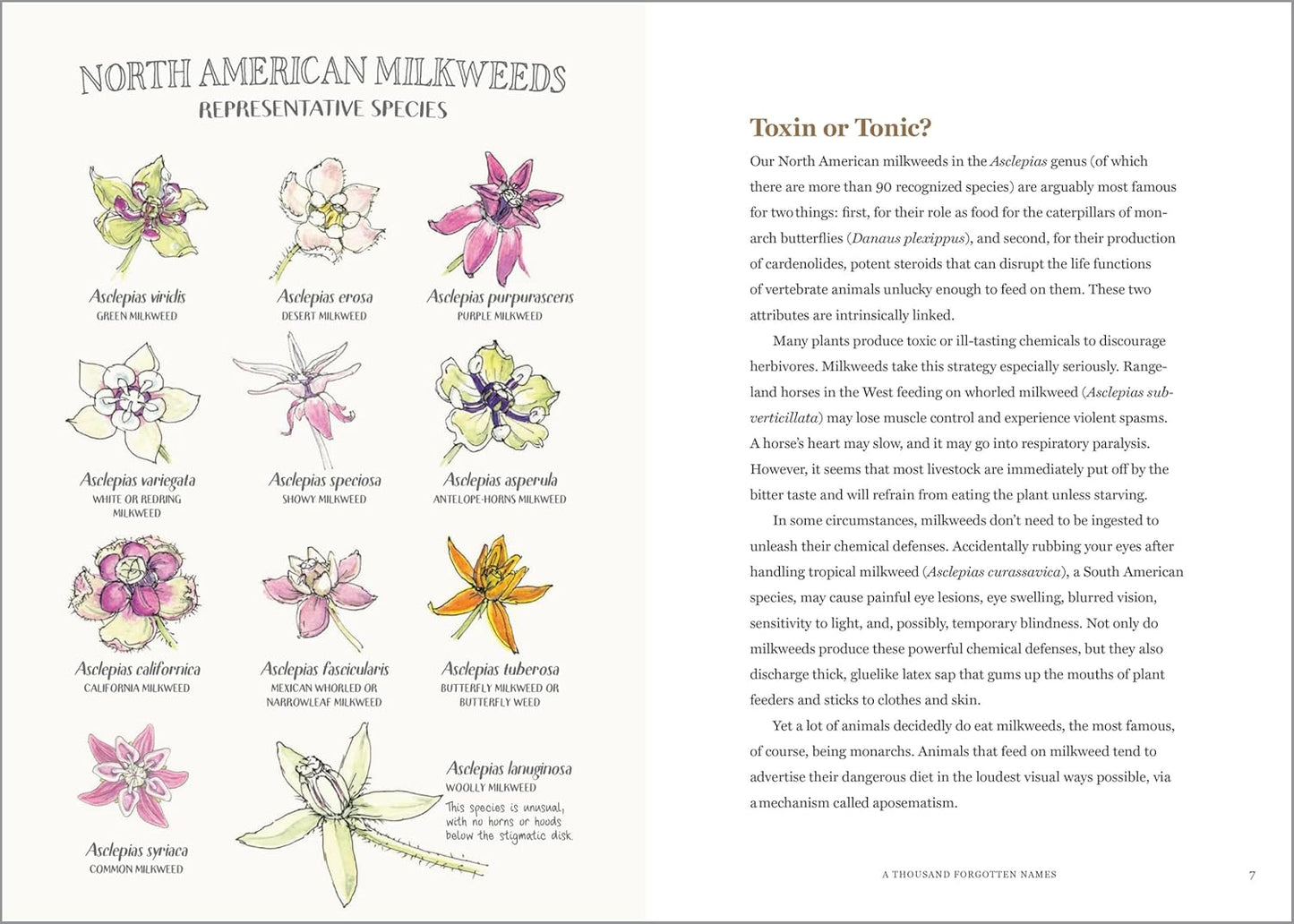 Illustrations of North American milkweed species with text on toxicity.