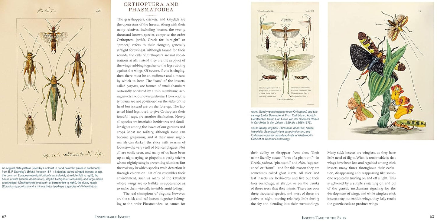 Illustrated book pages with detailed drawings of insects and plants.
