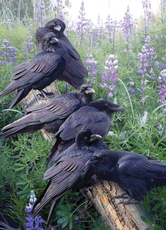 Raven Rendezvous 1000pc puzzle