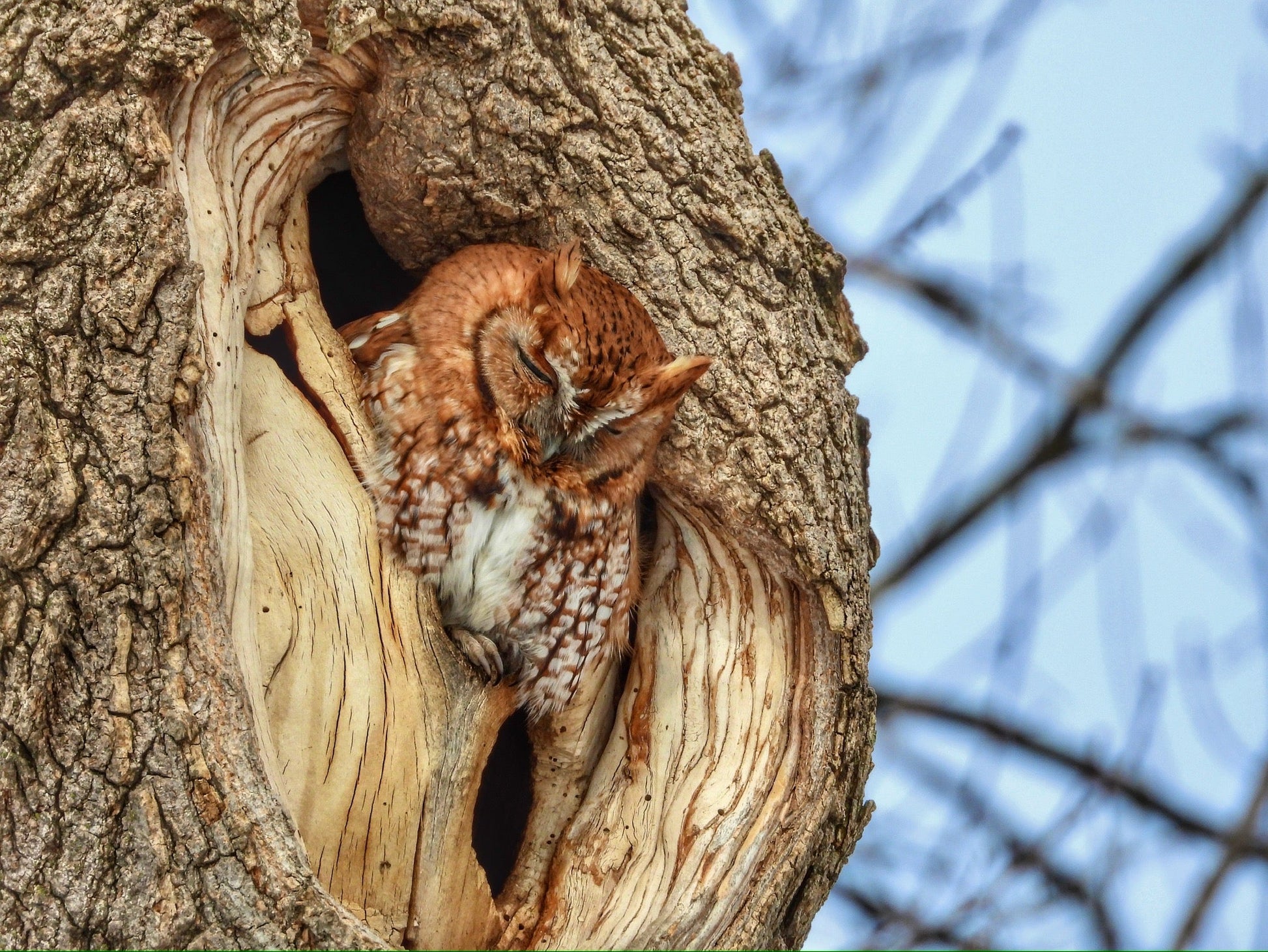 Screech Owl Looking Down (Landscape) - The Regal Find