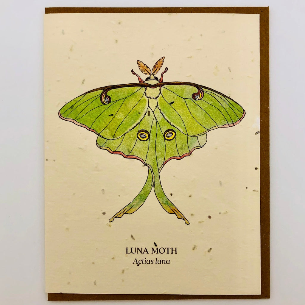 Luna Moth Insect Greeting Cards - Plantable Seed Paper - The Regal Find