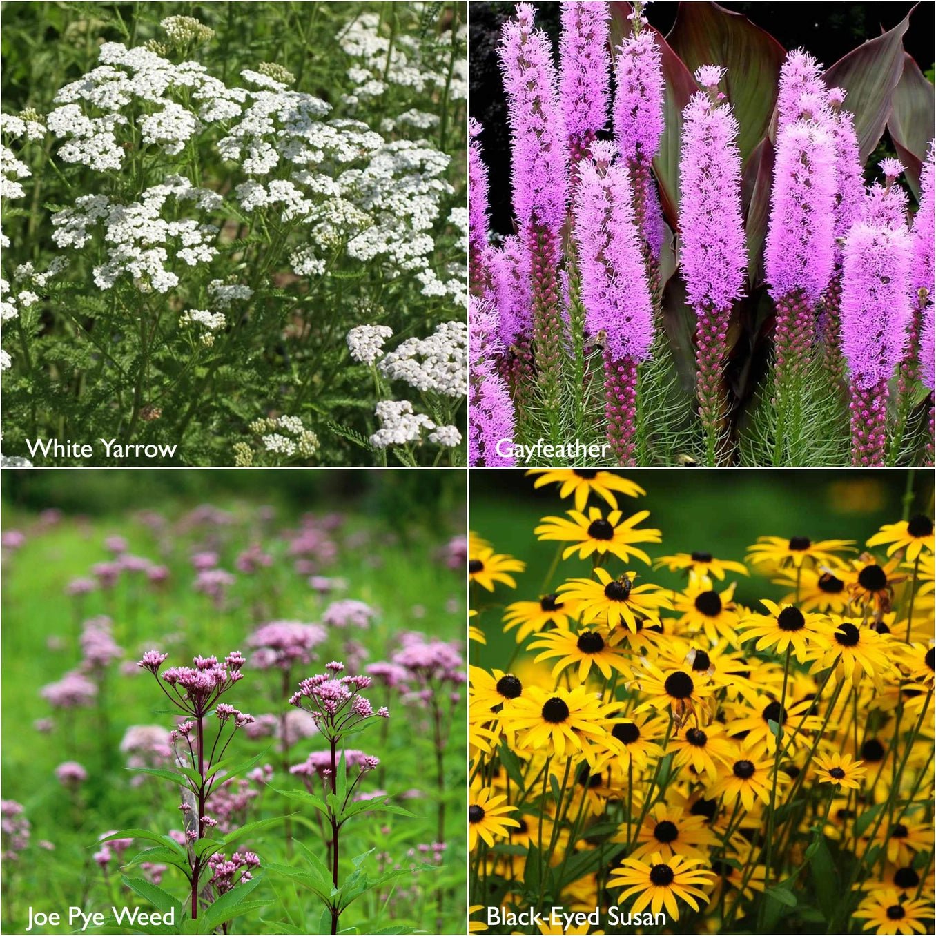 Monarch Milkweed Garden Sprinkles - The Regal Find